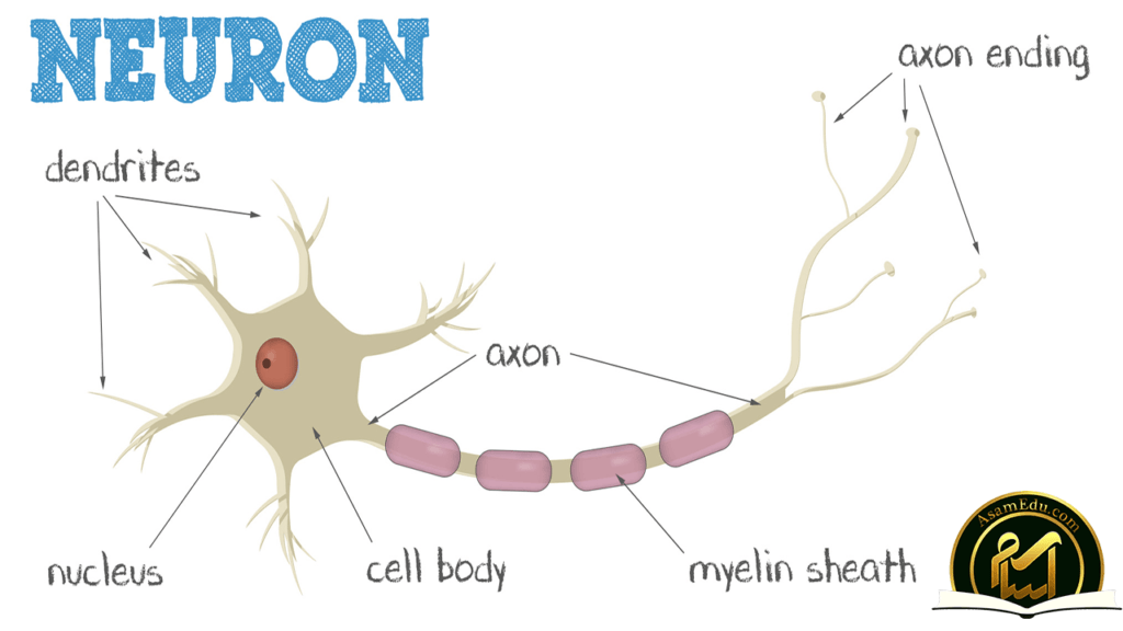 نورون